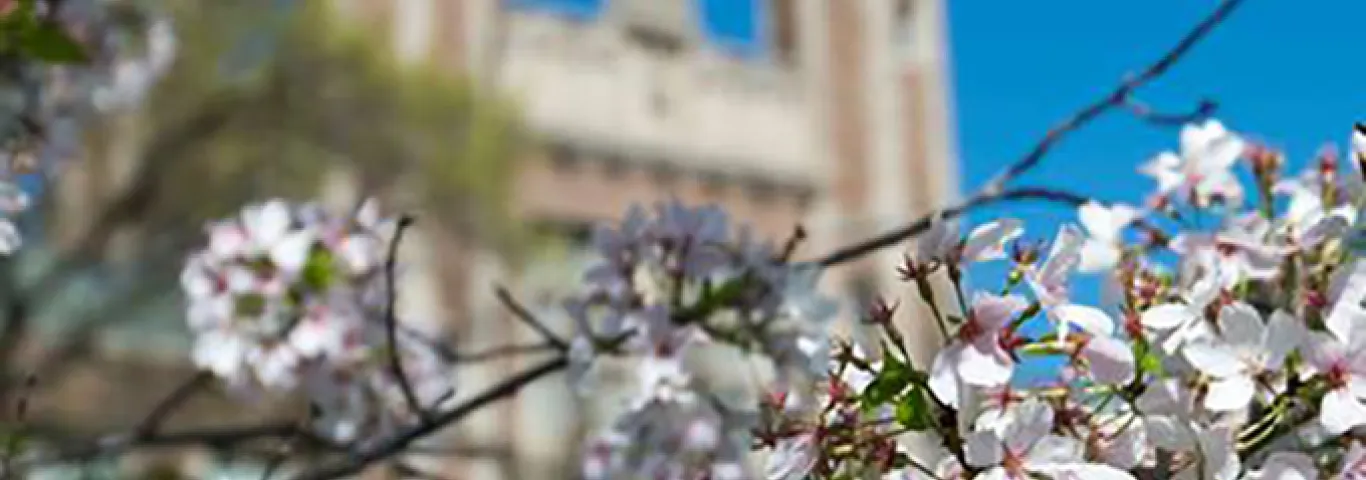 crab apple blossoms in the foreground of Brookings hall.